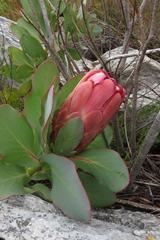 Protea grandiceps