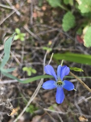 Tecophilaea violiflora