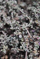 Indigofera obcordata