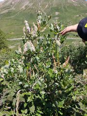 Salix hastata