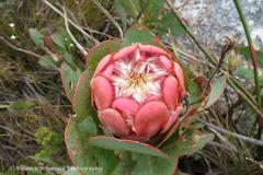 Protea grandiceps