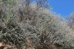 Indigofera obcordata