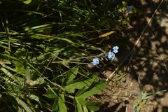 Myosotis decumbens