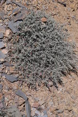 Indigofera obcordata