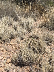 Scleropogon brevifolius