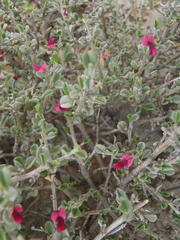 Indigofera obcordata