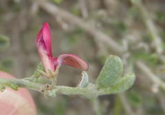 Indigofera obcordata