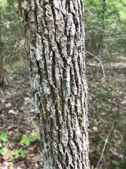 Magnolia acuminata