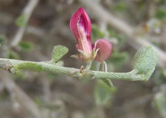 Indigofera obcordata