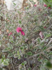 Indigofera obcordata