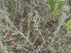 Indigofera obcordata