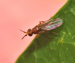 Ceratobarys eulophus