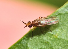 Ceratobarys eulophus