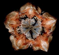 Erepsia polita