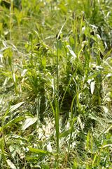 Carex atrata