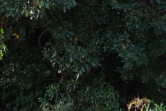 Dalbergia obovata
