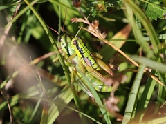 Pseudopodisma nagyi