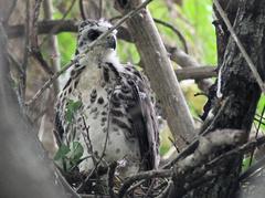 Accipiter tachiro tachiro