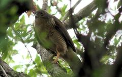Accipiter tachiro tachiro