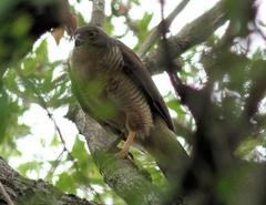 Accipiter tachiro tachiro