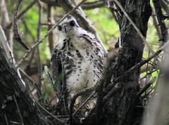 Accipiter tachiro tachiro