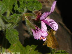 Pelargonium panduriforme