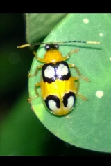 Diabrotica bioculata