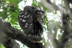 Accipiter tachiro tachiro