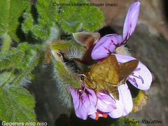 Pelargonium panduriforme