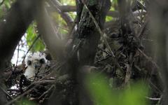 Accipiter tachiro tachiro