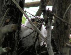 Accipiter tachiro tachiro