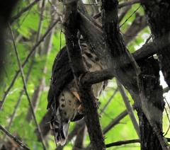 Accipiter tachiro tachiro