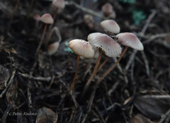 Paragymnopus perforans