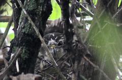 Accipiter tachiro tachiro