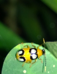 Diabrotica bioculata