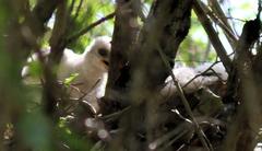 Accipiter tachiro tachiro