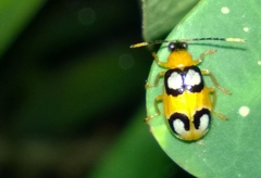 Diabrotica bioculata