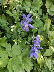 Aquilegia alpina