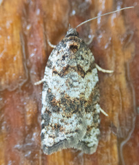 Acleris gloveranus