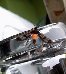 Leucotmemis intersecta