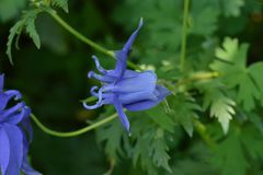 Aquilegia alpina