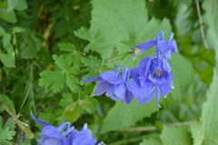 Aquilegia alpina