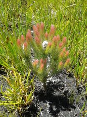 Spatalla mollis