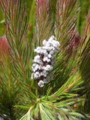 Spatalla mollis