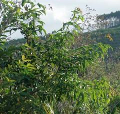 Searsia chirindensis