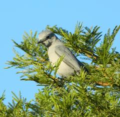 Coracina caesia caesia