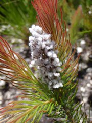 Spatalla mollis