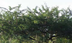 Vachellia sieberiana