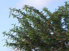 Vachellia sieberiana