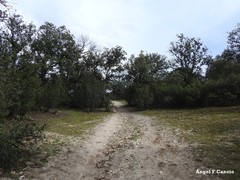 Quercus rotundifolia